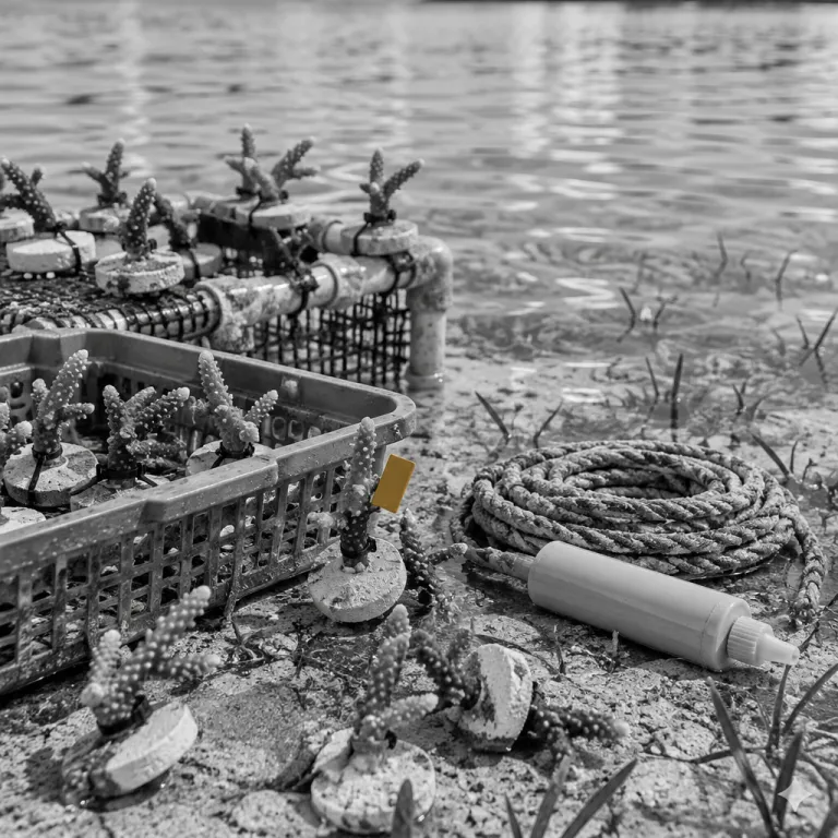 Diving with Purpose: The Coral Restoration Programs You Can Join This Fall