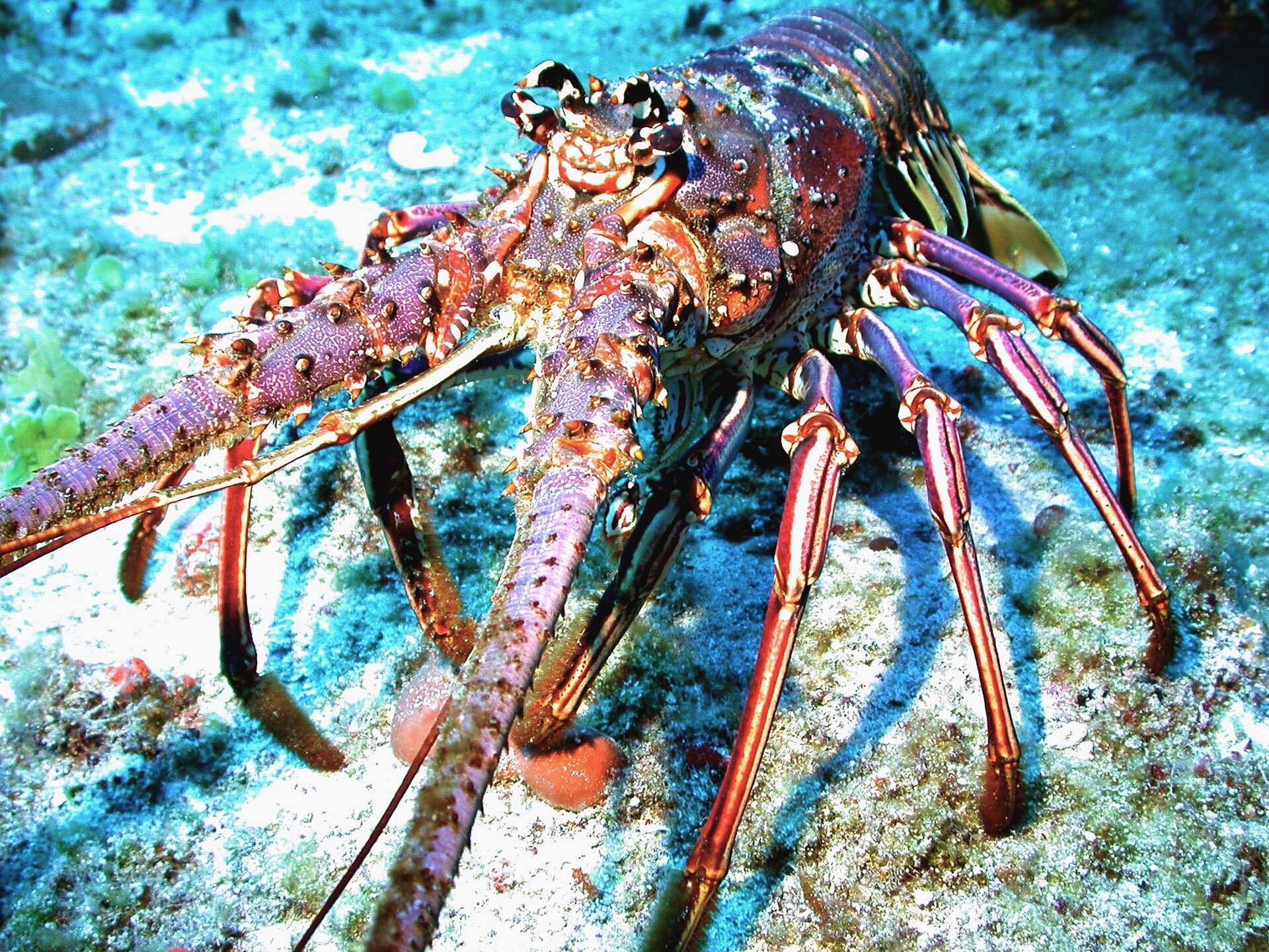 A Caribbean spiny lobster on the reef floor